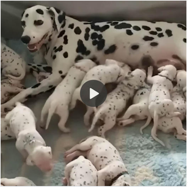 “The Heartwarming Sight of a Mother Dog and Her 18 Adorable Puppies, Spreading Love Everywhere”