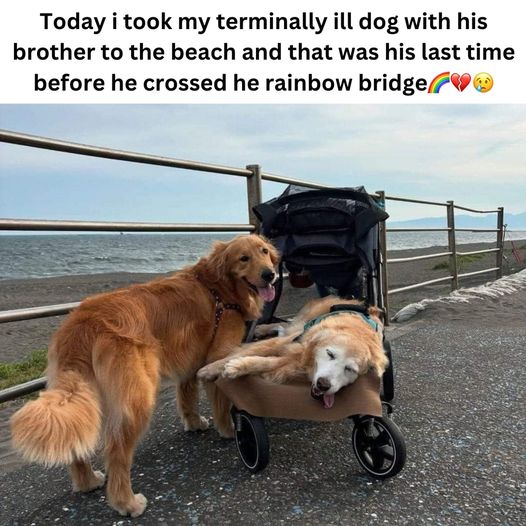 A Final Trip to the Beach: Cherishing the Last Moments Together 🌊❤️🐾