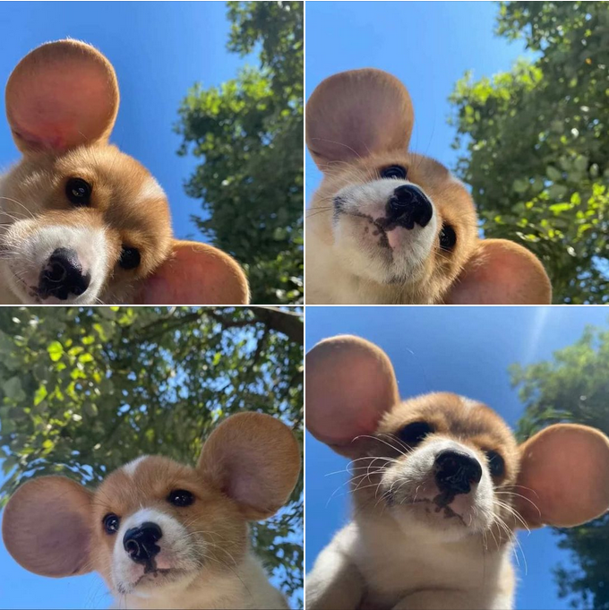 Puppy with Mickey Mouse Ears Captures Everyone’s Attention